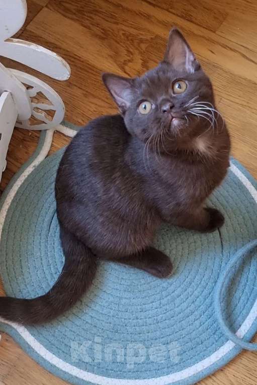 Кошки в Екатеринбурге: Британский котик Мальчик, Бесплатно - фото 4