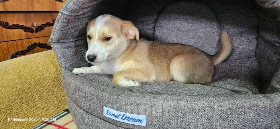 Собаки в Санкт-Петербурге: Три маленьких щеночка с короткими лапками Девочка, Бесплатно - фото 1