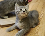 Кошки в Санкт-Петербурге: Котенок Апероль Девочка, Бесплатно - фото 4