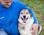 Собаки в Москве: Весёлый, активный породистый Лайк оказался в приюте и ждёт свою семью Мальчик, Бесплатно - фото 2