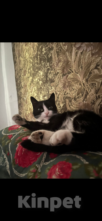 Кошки в Барнауле: Пропала кошка  Девочка, Бесплатно - фото 3