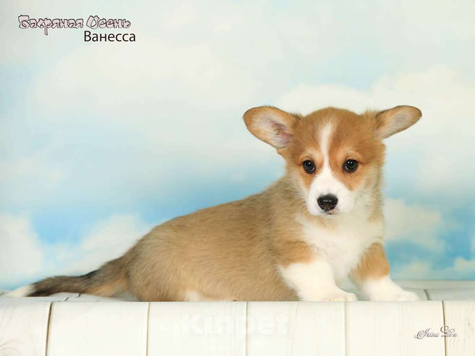 Собаки в других городах Московской области: Продается девочка вельш корги пемброк Девочка, 80 000 руб. - фото 4