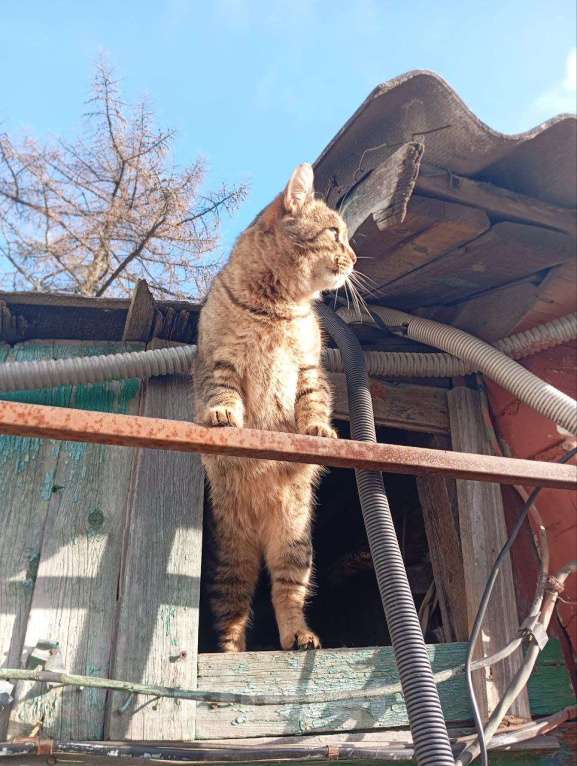 Кошки в Курске: Кот в добрые руки Мальчик, Бесплатно - фото 1