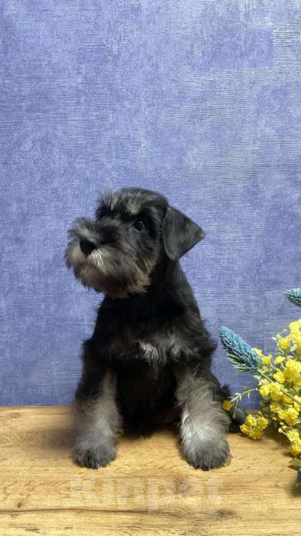 Собаки в Ярославле: Цвергшнауцер черное серебро Девочка, Бесплатно - фото 3