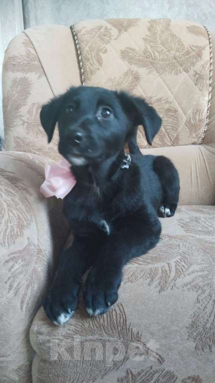 Собаки в Санкт-Петербурге: Чудесный умный щенок ищет дом Девочка, Бесплатно - фото 8