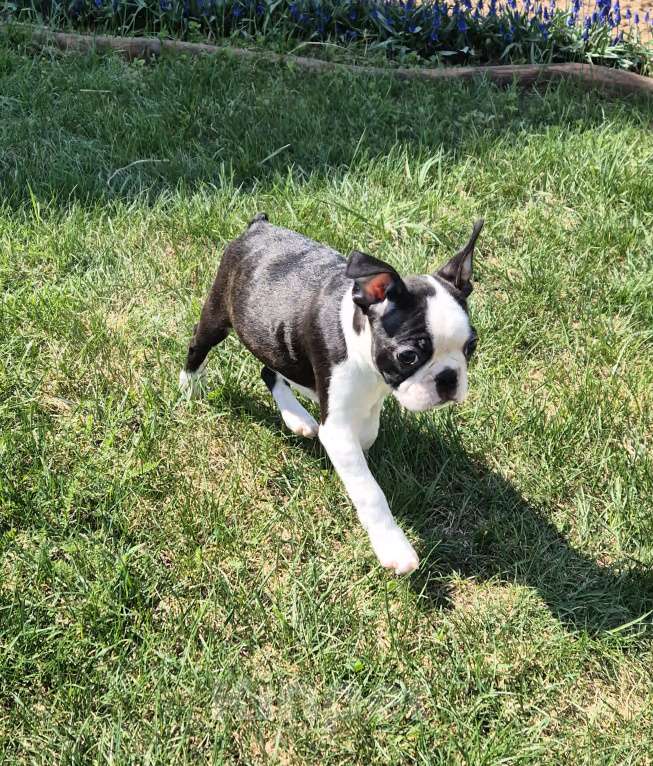 Собаки в Казани: Щенок бостон терьера девочка Девочка, Бесплатно - фото 2