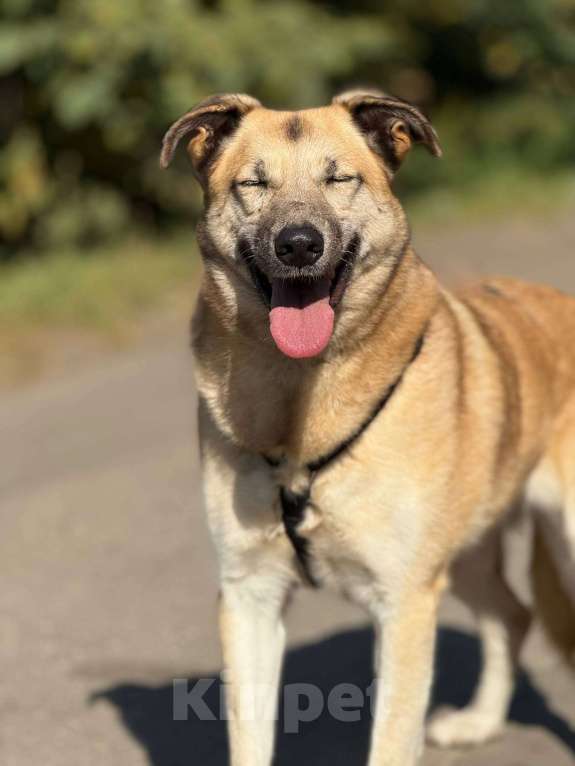 Собаки в Москве: Дейзи  Девочка, Бесплатно - фото 4