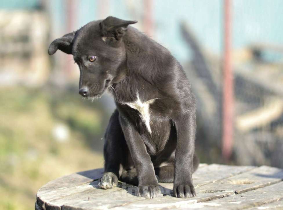 Собаки в Москве: Щенок бесплатно Ника. Москва и МО Девочка, Бесплатно - фото 4