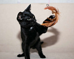 Кошки в Москве: Черный жемчуг - котёнок Финик ищет заботливых хозяев. В добрые руки Мальчик, Бесплатно - фото 3