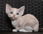 Кошки в Санкт-Петербурге: Девон рекс девочка Девочка, 60 000 руб. - фото 2