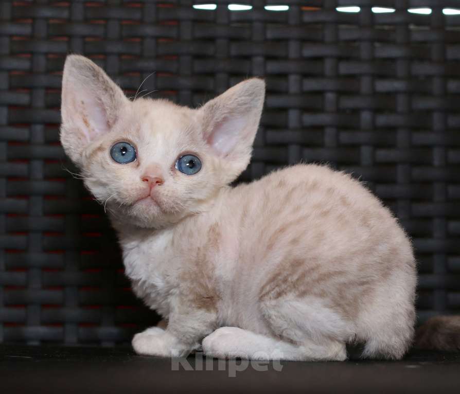 Кошки в Санкт-Петербурге: Девон рекс девочка Девочка, 60 000 руб. - фото 2