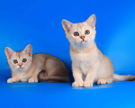 Кошки в Санкт-Петербурге: Котенок Шотландской прямоухой кошки Мальчик, 35 000 руб. - фото 2