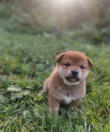 Собаки в Москве: Сиба - Ину  Девочка, 25 000 руб. - фото 1