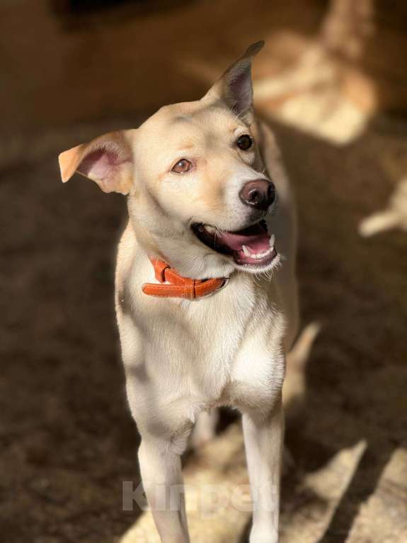 Собаки в Москве: Щенок Мими нежная крошка Девочка, Бесплатно - фото 5