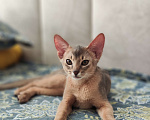 Кошки в Ставрополе: Кошечка Аби elegant pet Девочка, 45 000 руб. - фото 8
