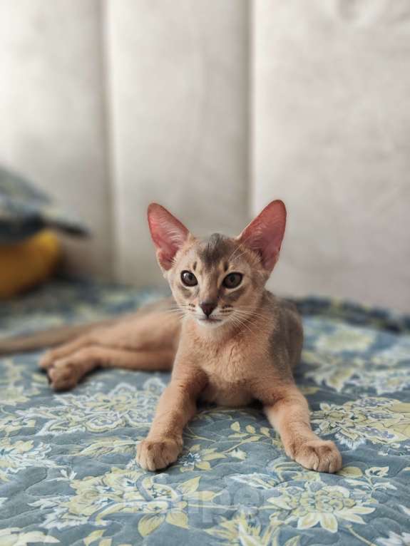 Кошки в Ставрополе: Кошечка Аби elegant pet Девочка, 45 000 руб. - фото 8