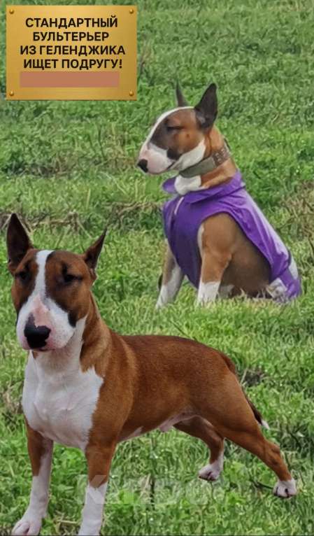 Собаки в Геленджике: Стандартный бультерьер ищет подругу Мальчик, Бесплатно - фото 2
