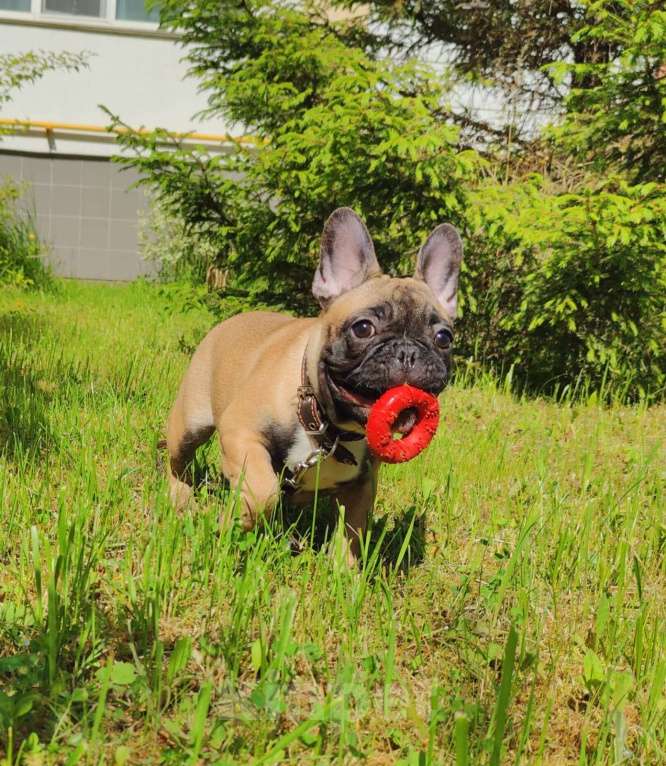 Собаки в других городах Московской области: Щенки французского бульдога Девочка, 80 000 руб. - фото 2