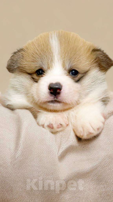 Собаки в Тамбове: Щенок корги Девочка, Бесплатно - фото 1