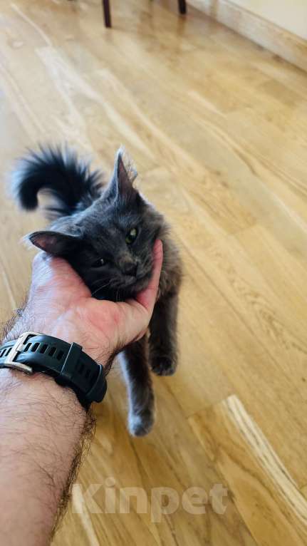 Кошки в Чебоксарах: Муся Девочка, Бесплатно - фото 2