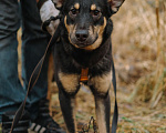 Собаки в Санкт-Петербурге: Юный Скаут из приюта в добрые руки Мальчик, Бесплатно - фото 5