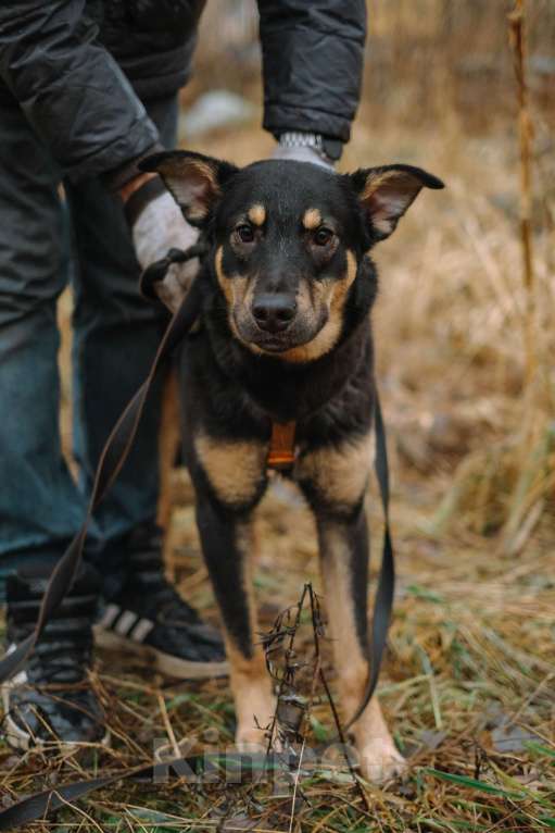 Собаки в Санкт-Петербурге: Юный Скаут из приюта в добрые руки Мальчик, Бесплатно - фото 5