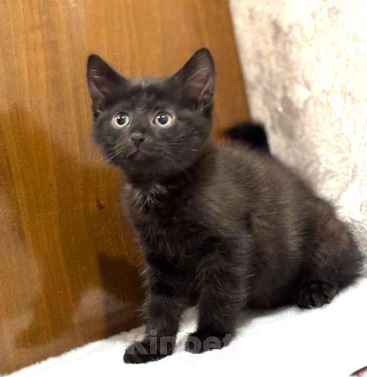 Кошки в Москве: Забавный Проша, котенок 2,5 мес в добрые руки. Мальчик, Бесплатно - фото 3