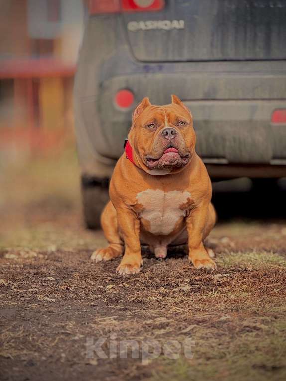 Собаки в Белово: Вязка Мальчик, 100 000 руб. - фото 1