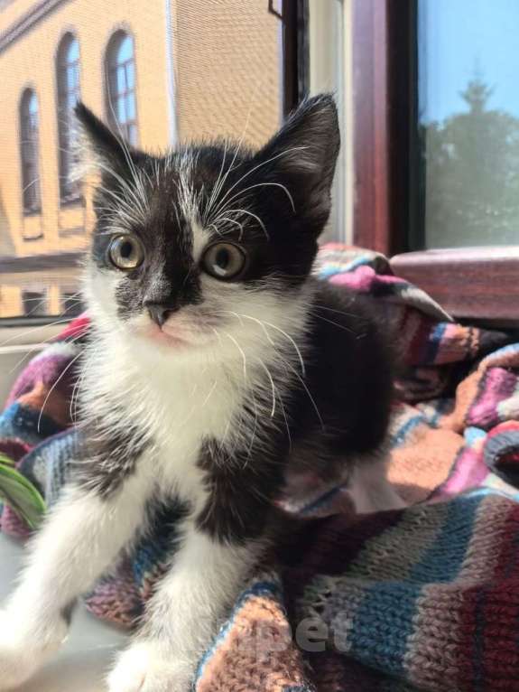 Кошки в Москве: Веселая Мазурка. Котенок 2,5 мес в добрые руки. Девочка, Бесплатно - фото 3