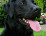 Собаки в Бийске: Лабрадор. Вязка, 1 руб. - фото 1