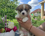 Собаки в Белгороде: Вельш- корги пемброк щенки Девочка, 90 000 руб. - фото 2