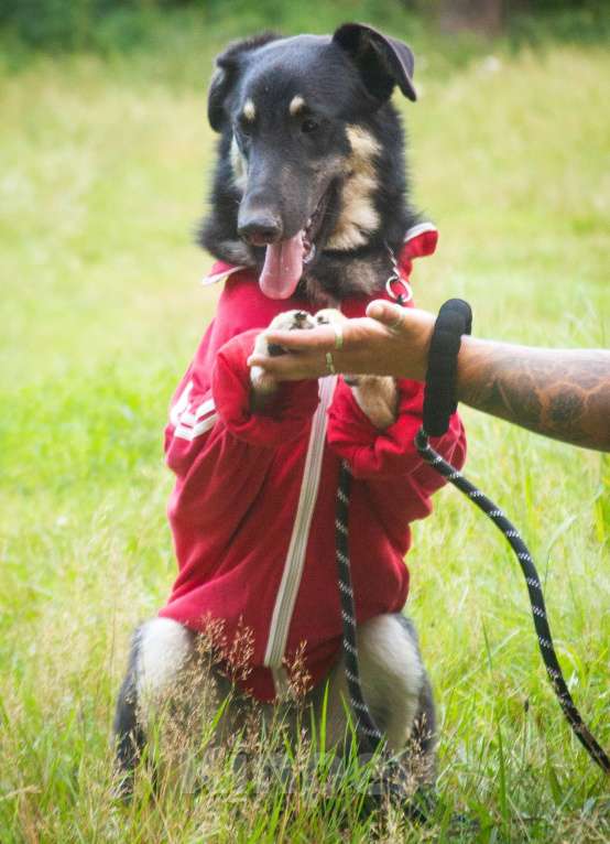 Собаки в Раменском: Лучший друг для детей Мальчик, Бесплатно - фото 5