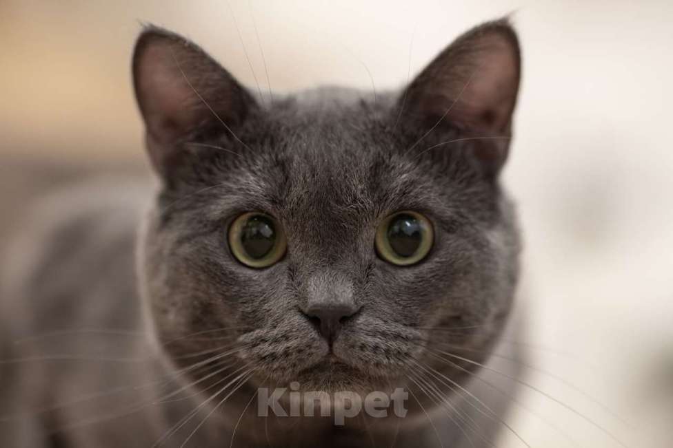 Кошки в Москве: кот Артур в добрые руки Мальчик, Бесплатно - фото 3