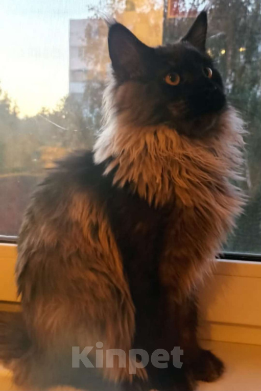 Кошки в Санкт-Петербурге: Кошка чёрный дым Девочка, 13 000 руб. - фото 3