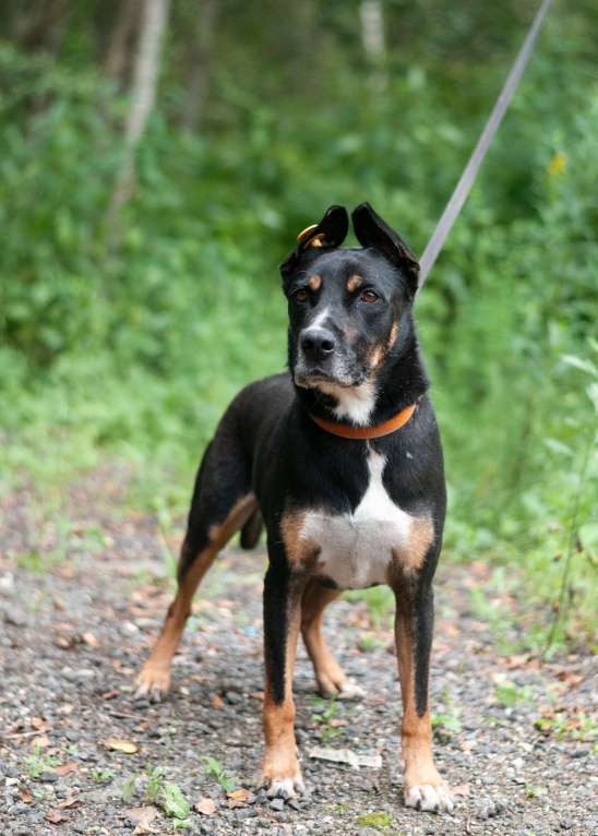 Собаки в Ногинске: Доби - метис стаффордширского терьера Мальчик, Бесплатно - фото 2