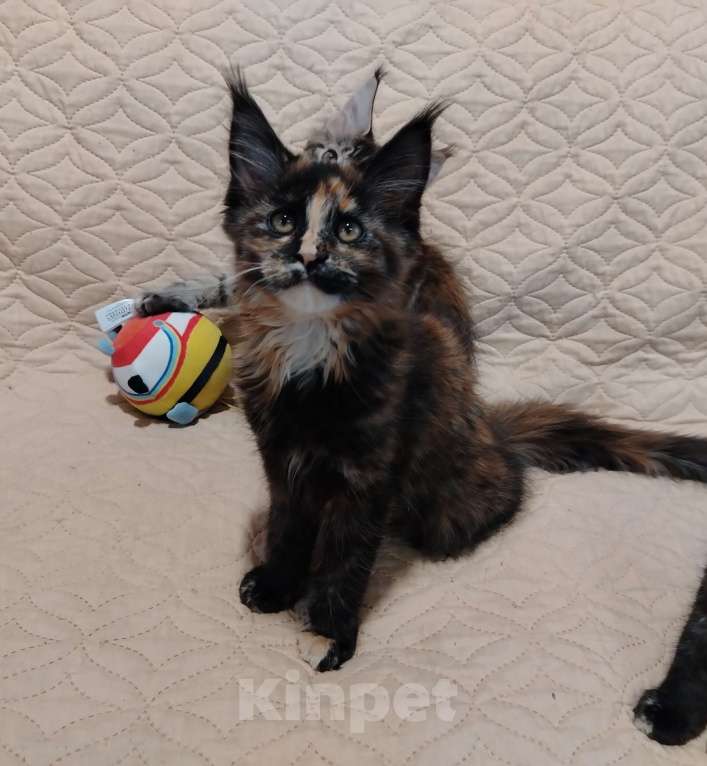 Кошки в других городах Воронежской области: Малышка 3 Девочка, 10 000 руб. - фото 2