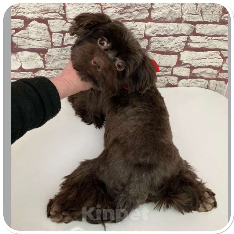 Собаки в Москве: Йорк горький шоколад девочка взрослая крупная Девочка, 49 000 руб. - фото 10