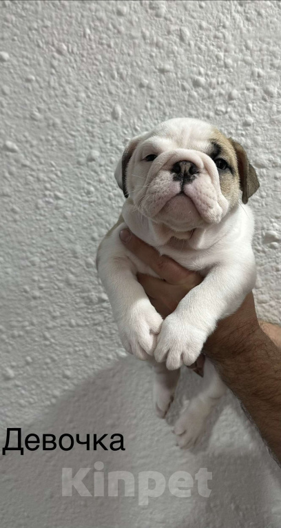 Собаки в Бузулуке: Продам щенков Английского бульдога Мальчик, Бесплатно - фото 4