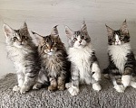 Кошки в других городах Владимирской области: Котята мейн кун Мальчик, 50 000 руб. - фото 2