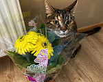 Кошки в Домодедово: Милая киса Девочка, 50 руб. - фото 9