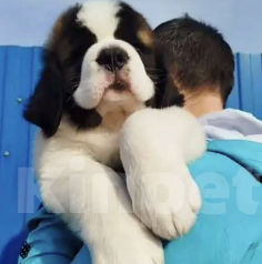 Собаки в Москве: Сенбернар Мальчик, 60 000 руб. - фото 6