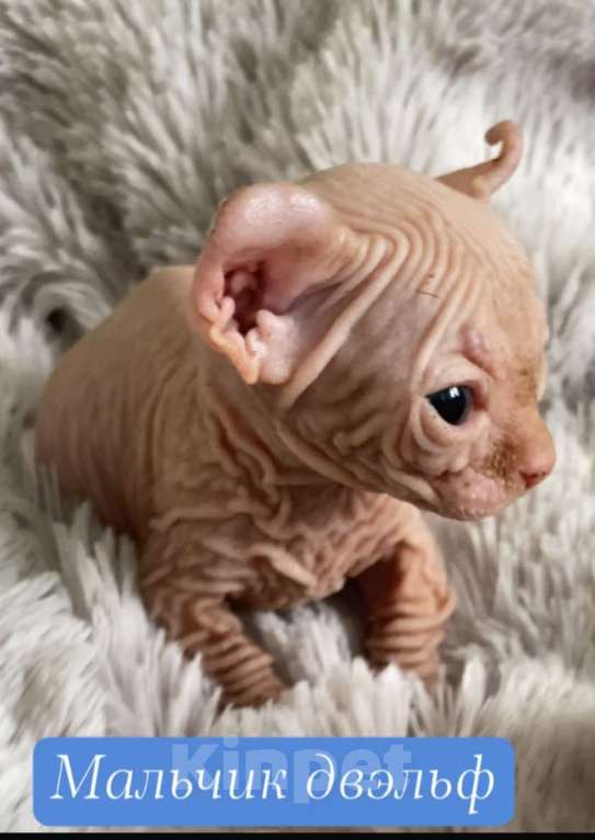 Кошки в Нижнем Новгороде: котята двэльф Мальчик, 35 000 руб. - фото 1