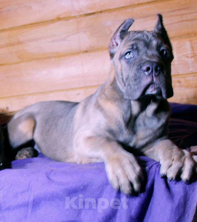 Собаки в Северобайкальске: Две девочки корсо Девочка, 70 000 руб. - фото 1