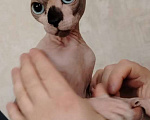 Кошки в Дедовске: Продаю котëнка Сфинкс (голубоглазая кошечка) Девочка, 10 000 руб. - фото 1