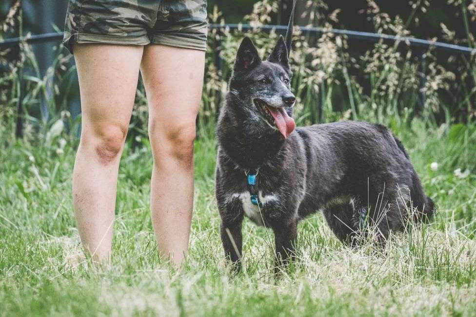 Собаки в Москве: Шанти Девочка, Бесплатно - фото 2