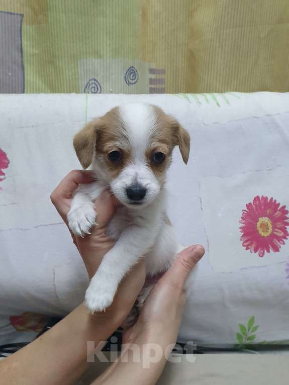 Собаки в Красноярске: Щенок джек Рассел терьер мальчик Мальчик, 18 000 руб. - фото 8