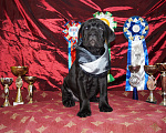 Собаки в Москве: Щенки из профессионального питомника Мальчик, 60 000 руб. - фото 3