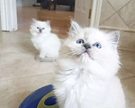 Кошки в Москве: Девочки Рэгдолл свободны Девочка, 80 000 руб. - фото 1