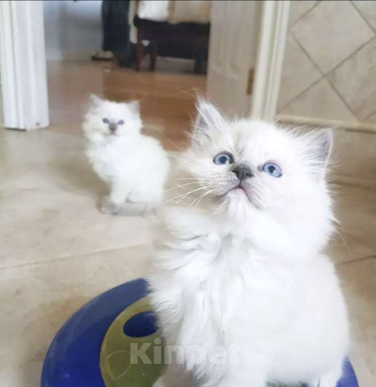 Кошки в Москве: Девочки Рэгдолл свободны Девочка, 80 000 руб. - фото 1