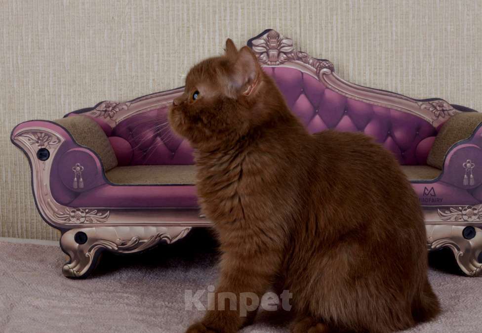 Кошки в Санкт-Петербурге: британский котик окраса циннамон Мальчик, 60 000 руб. - фото 4